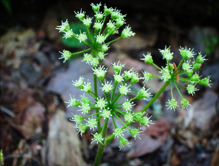 Adirondack Wildflowers:  Wild Sarsaparilla at the Paul Smiths VIC